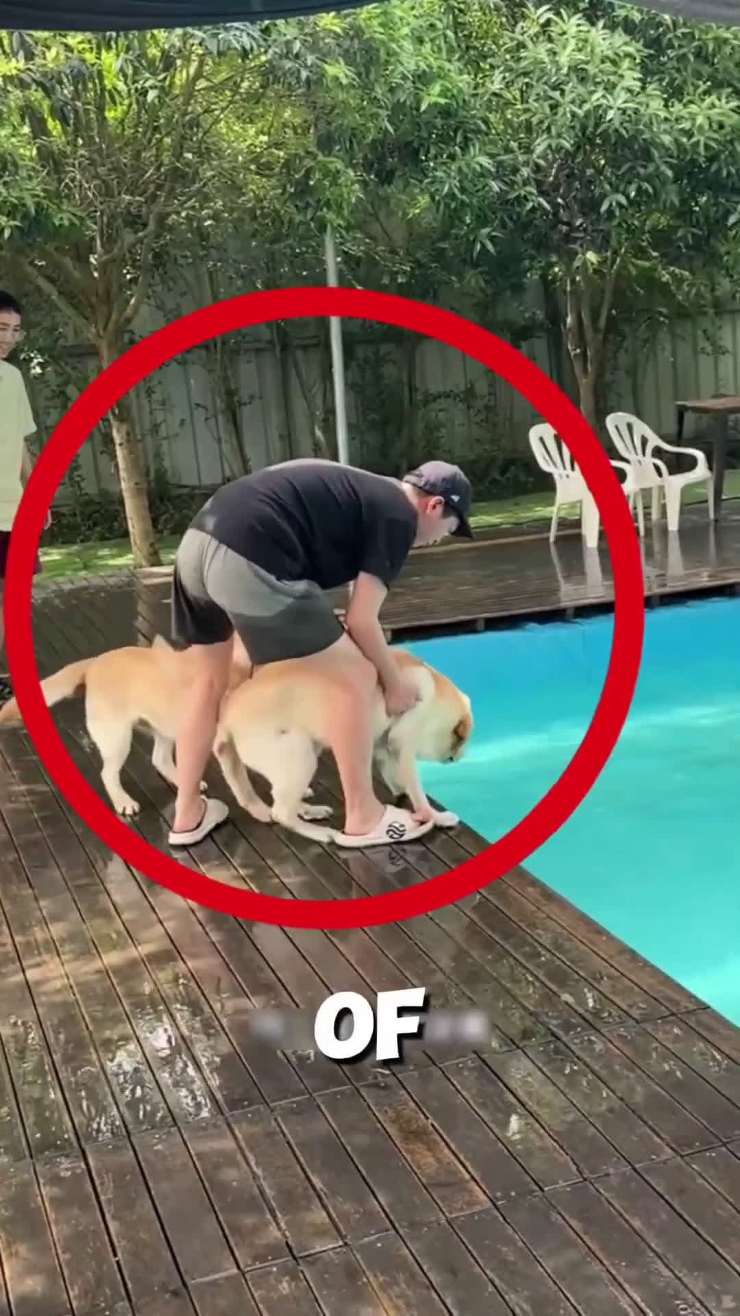 cover for This dog was afraid of water and then what happened 🐶 😳 #scoopzreels 