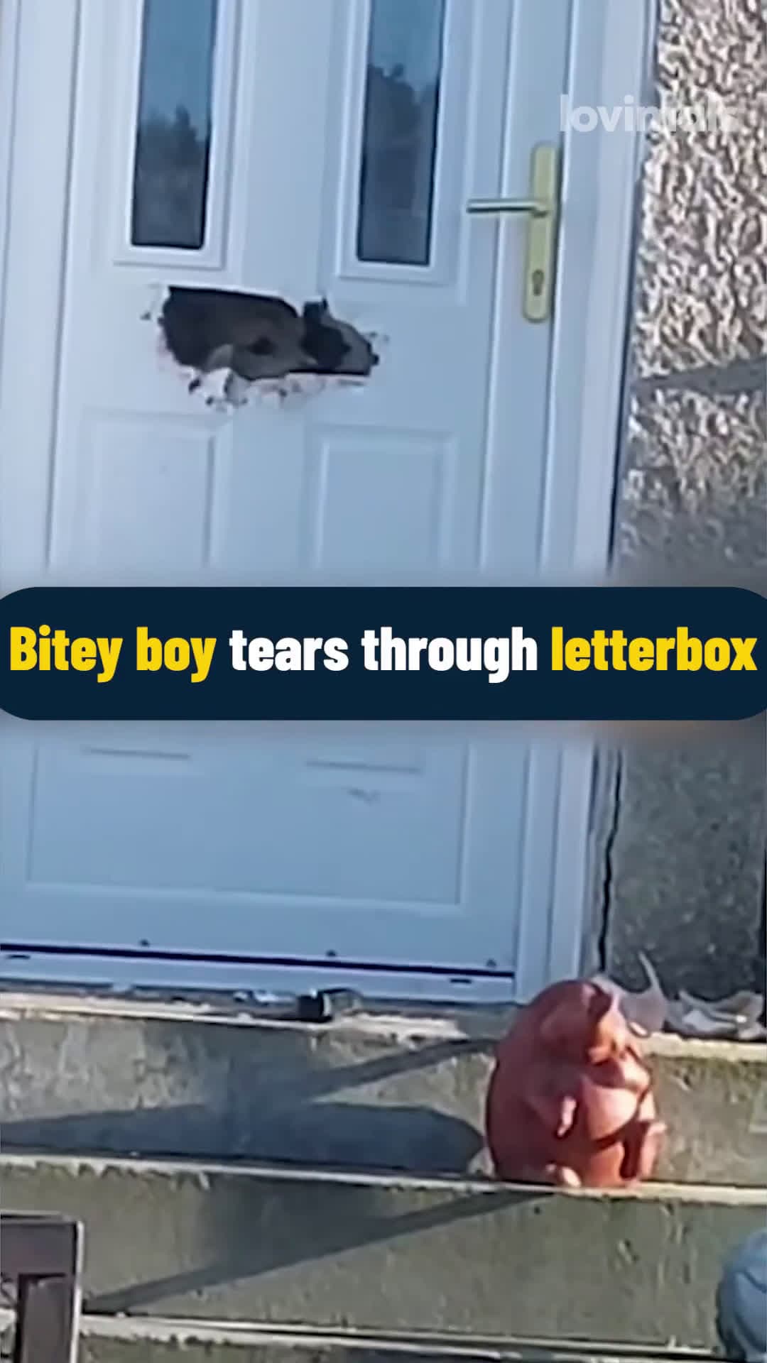 cover for Bitey Boy Tears Through Letterbox