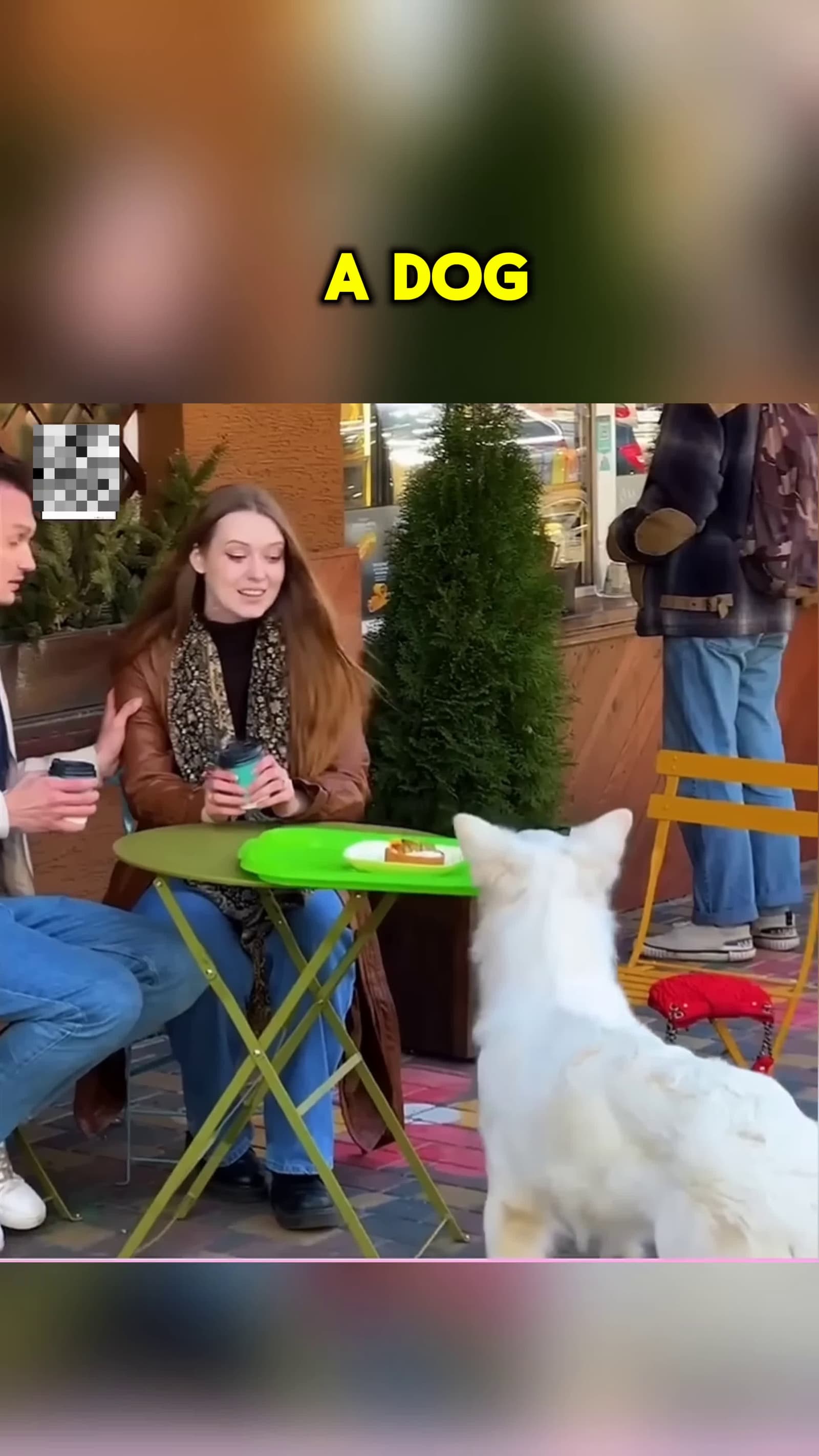 cover for They Chased the DogWhat They Found Was Unbelievable shorts kindness helpneedy shortsviral