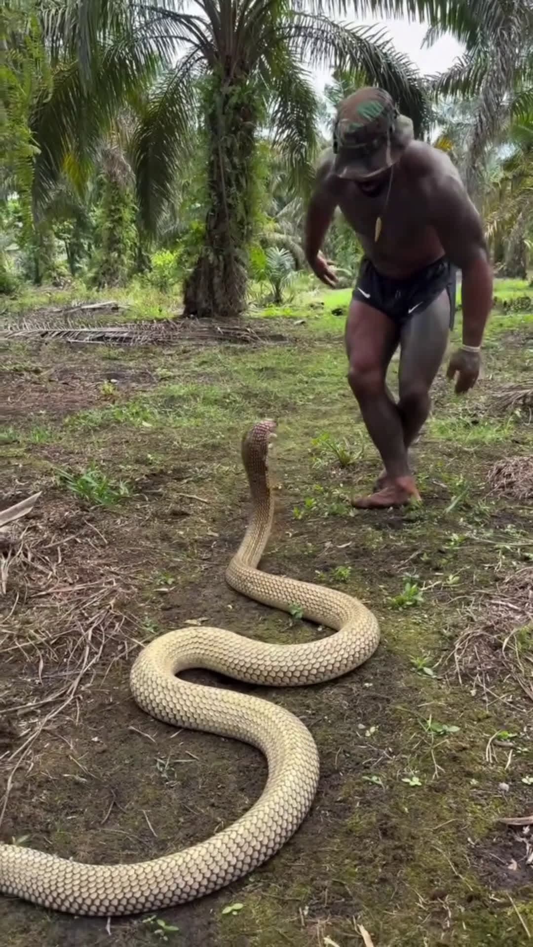 cover for That's why he's called "TheRealTarzan"👀🤯 🐍 . he's a professional at handling king cobra#FirstVideoChallenge
