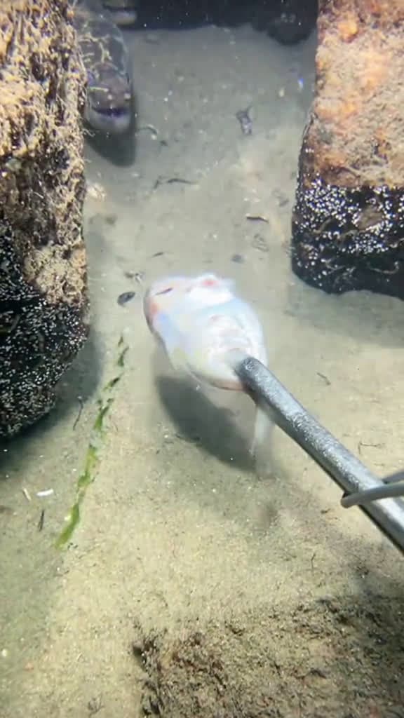 cover for Triple Eels in One cave #diving #crab #catchthesea #seafood #seaside #fish #SustainableFishing #lobster #eel #catchinglobster #catchingcrab #fishinglife #Spearfishing #Freediving #ScubaDiving #UnderwaterHunting #lobsterdiving