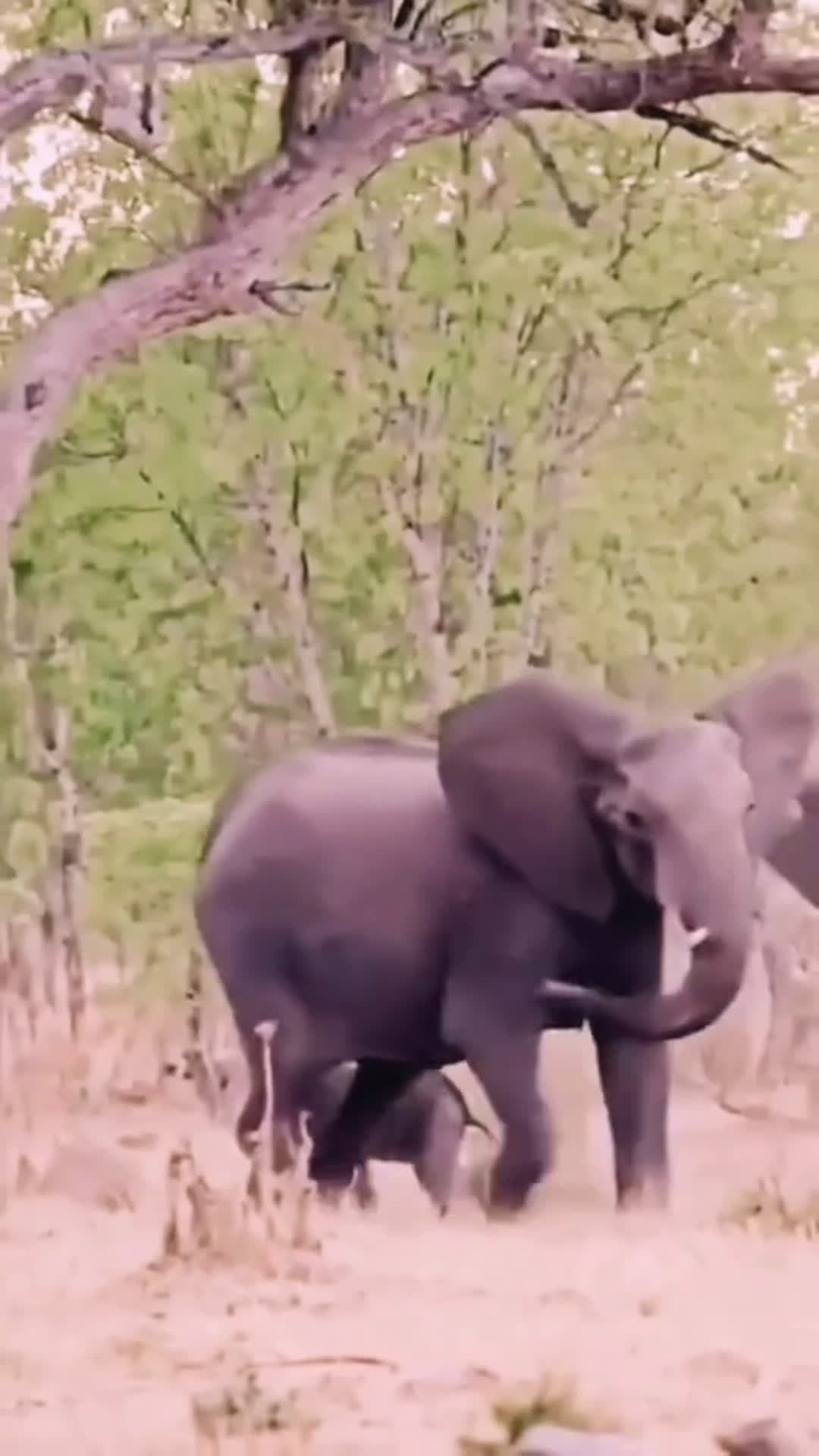 cover for Elephant video. #animals  #elephant  #video  #fyp 