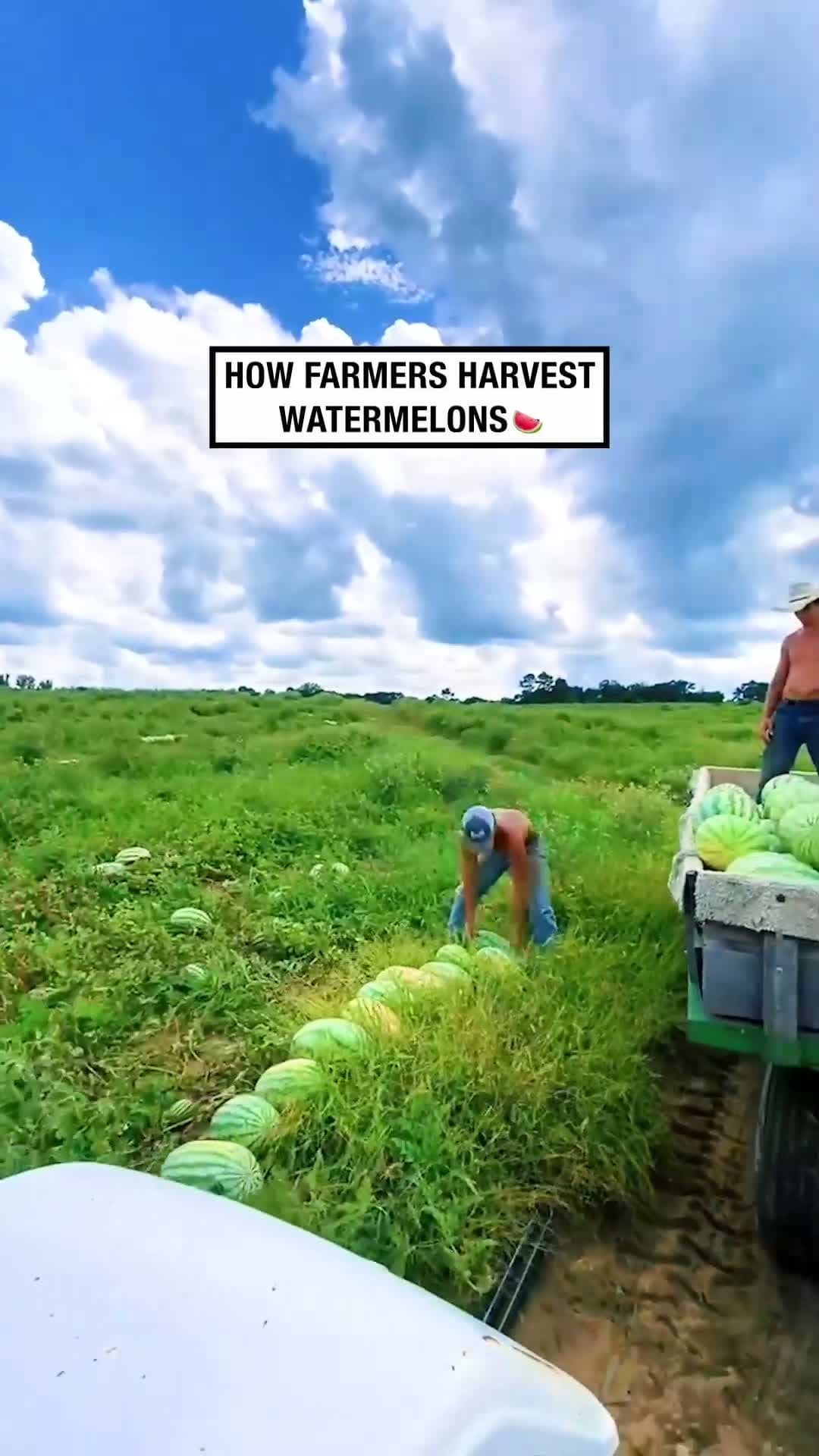 cover for Teamwork makes the dream work       BVIRAL  UNILAD  watermelon  harvest  harvesting  teamwork  process  satisfy  satisfying  asmr  farm  farmlife  farming 29504
