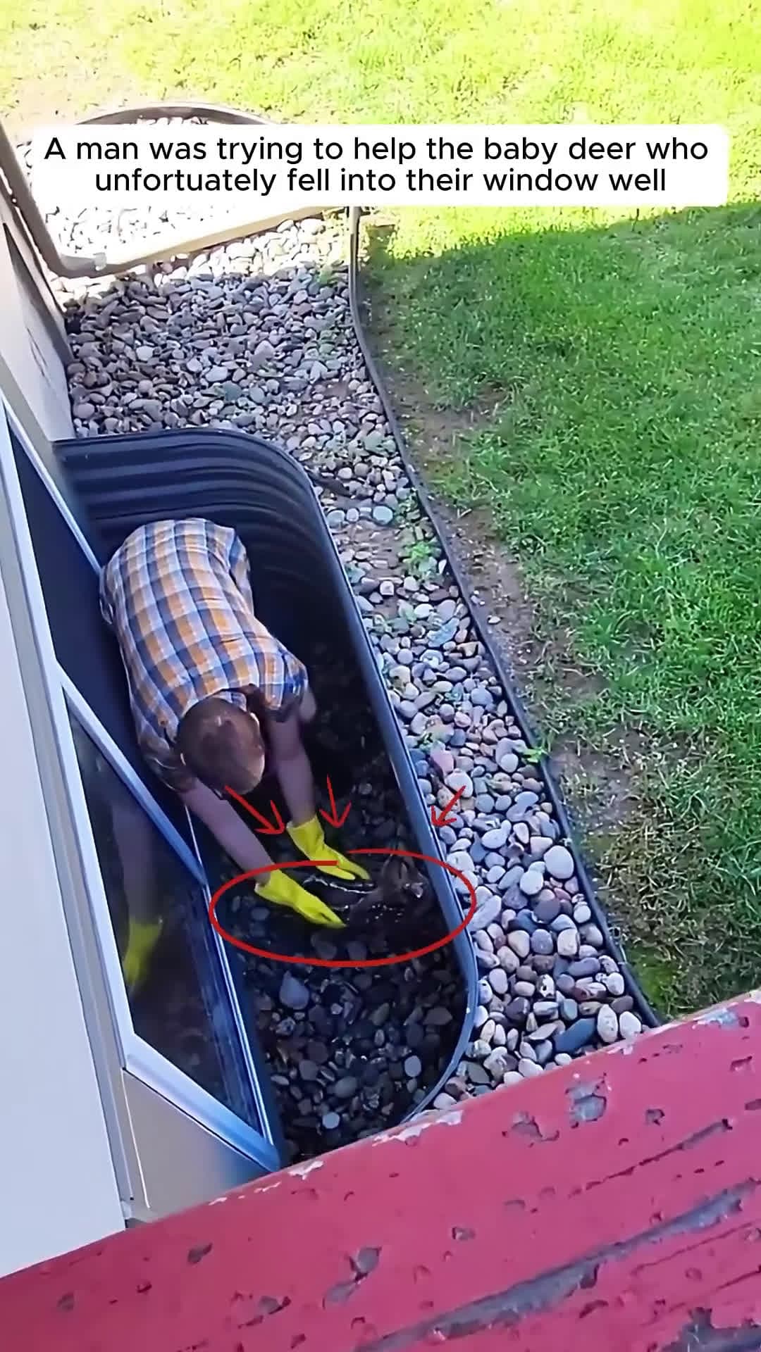 cover for This kind man saved a baby deer and then surprised to find...