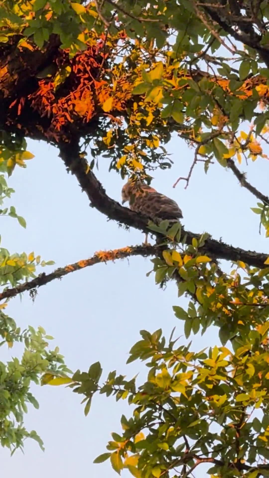 cover for Spotted a Broad-Winged Hawk during my walk—what a moment 🦅 #Birding #BroadWingedHawk #NatureLovers
