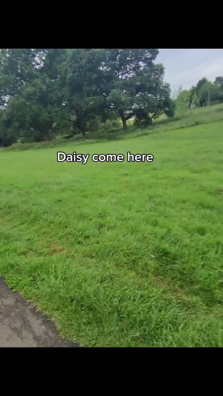 cover for learn to train your dog's in order to avoid situations like this 