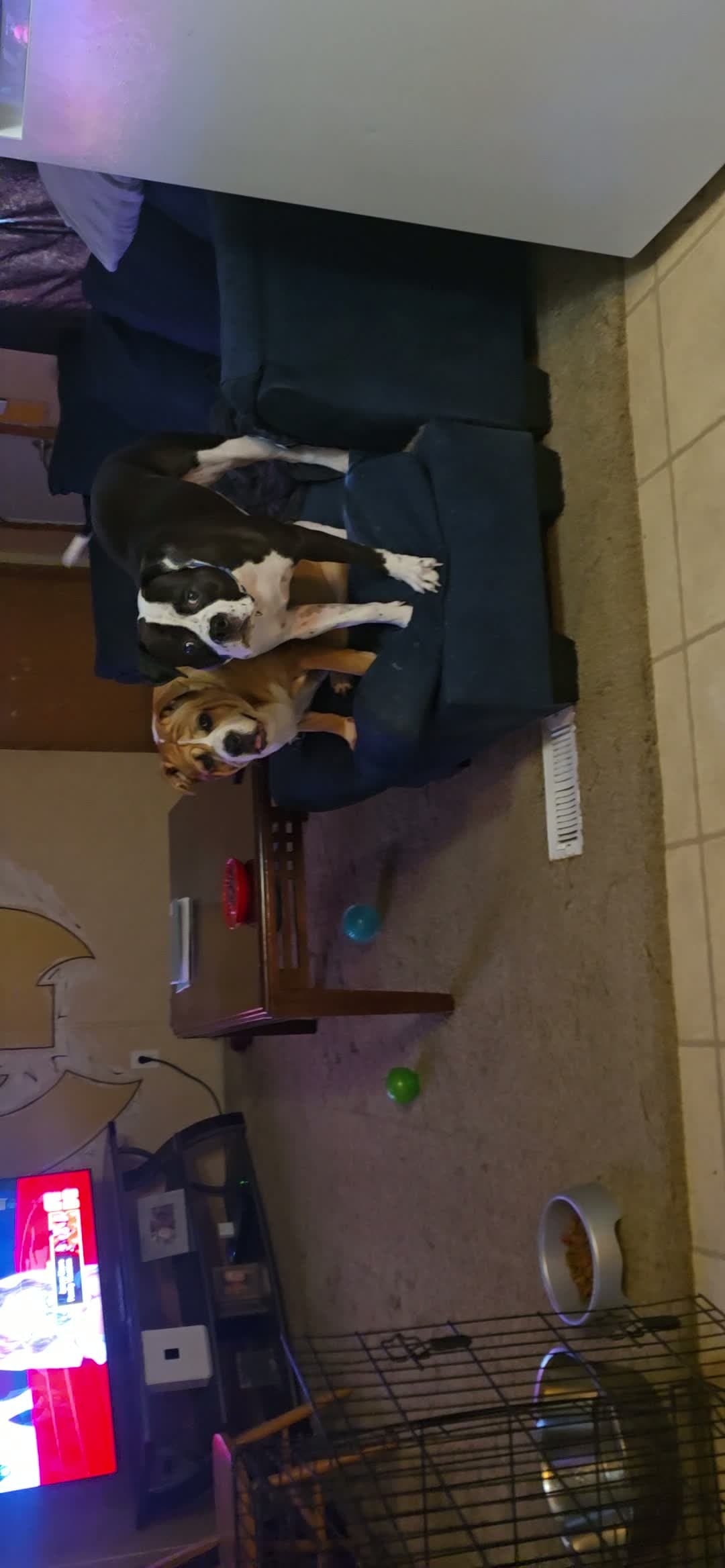 cover for Ginger and Cash love crunching ice cubes!🤣😂 #dogs  #doglife   #icecube  #crunchysounds #funnyvideo