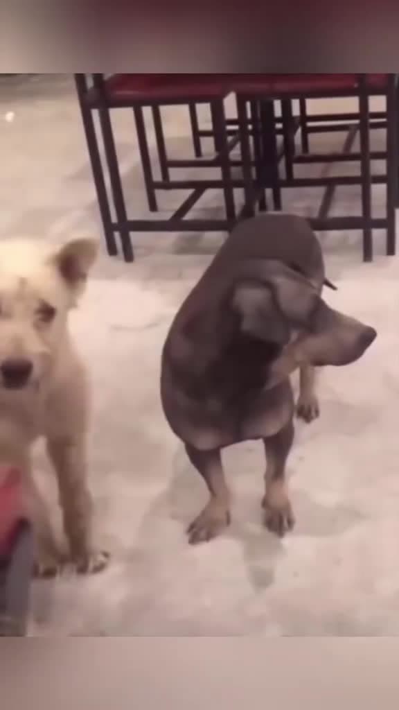 cover for Funny dogs ha ha #funny  #funnyvideos  #fun