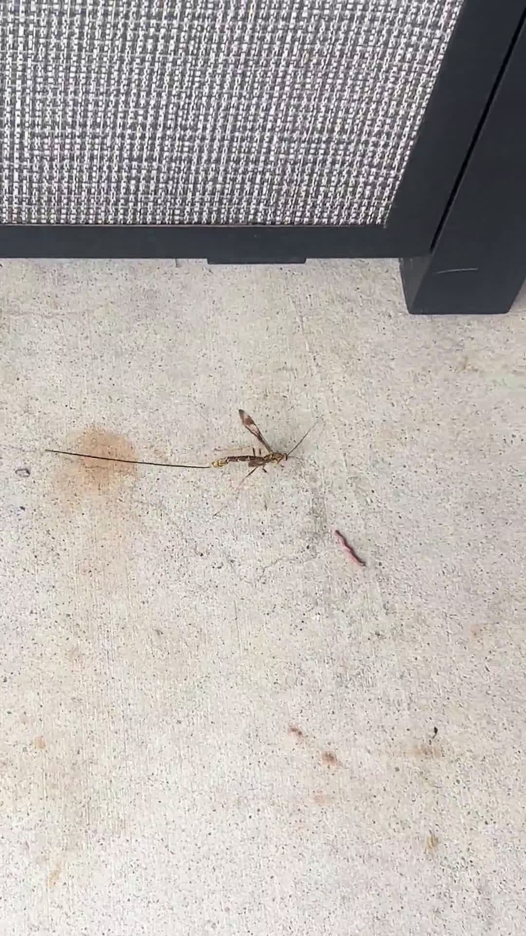 cover for What kind of creature has a stinger this long? 🤔 #Wildlife #Nature #WeirdFacts