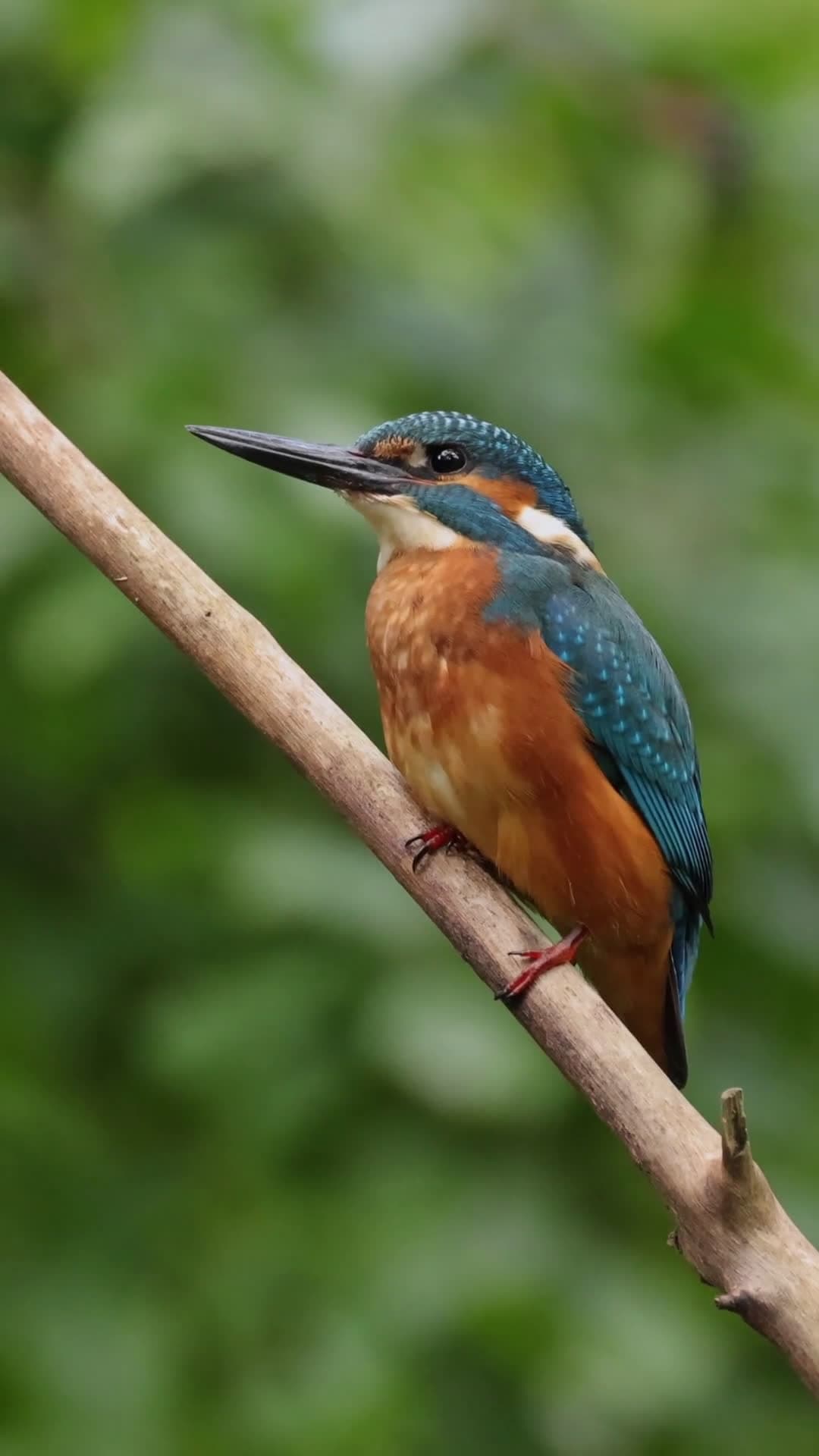 cover for Meet the stunning Kingfishers – nature's true blue diamonds! 💎🐦 #Kingfisher #BlueDiamonds #WildlifeWonder