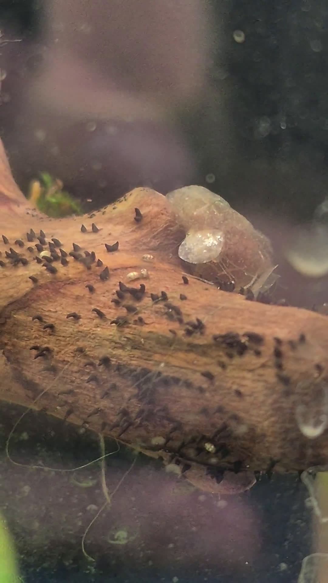 cover for What are these weird things on my driftwood? Are they safe or harmful? 🤔 #AquariumLife #Driftwood #FishTankTips