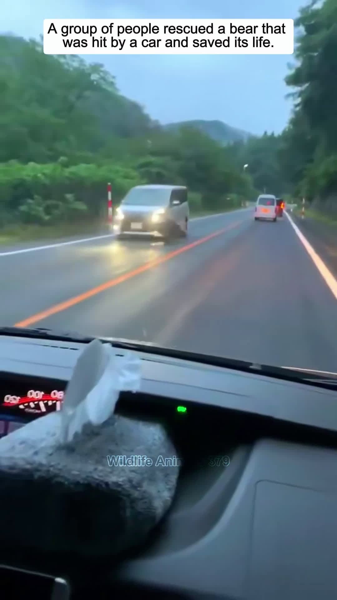 cover for A group of people rescued a bear that was hit by a car and saved its life animalshorts