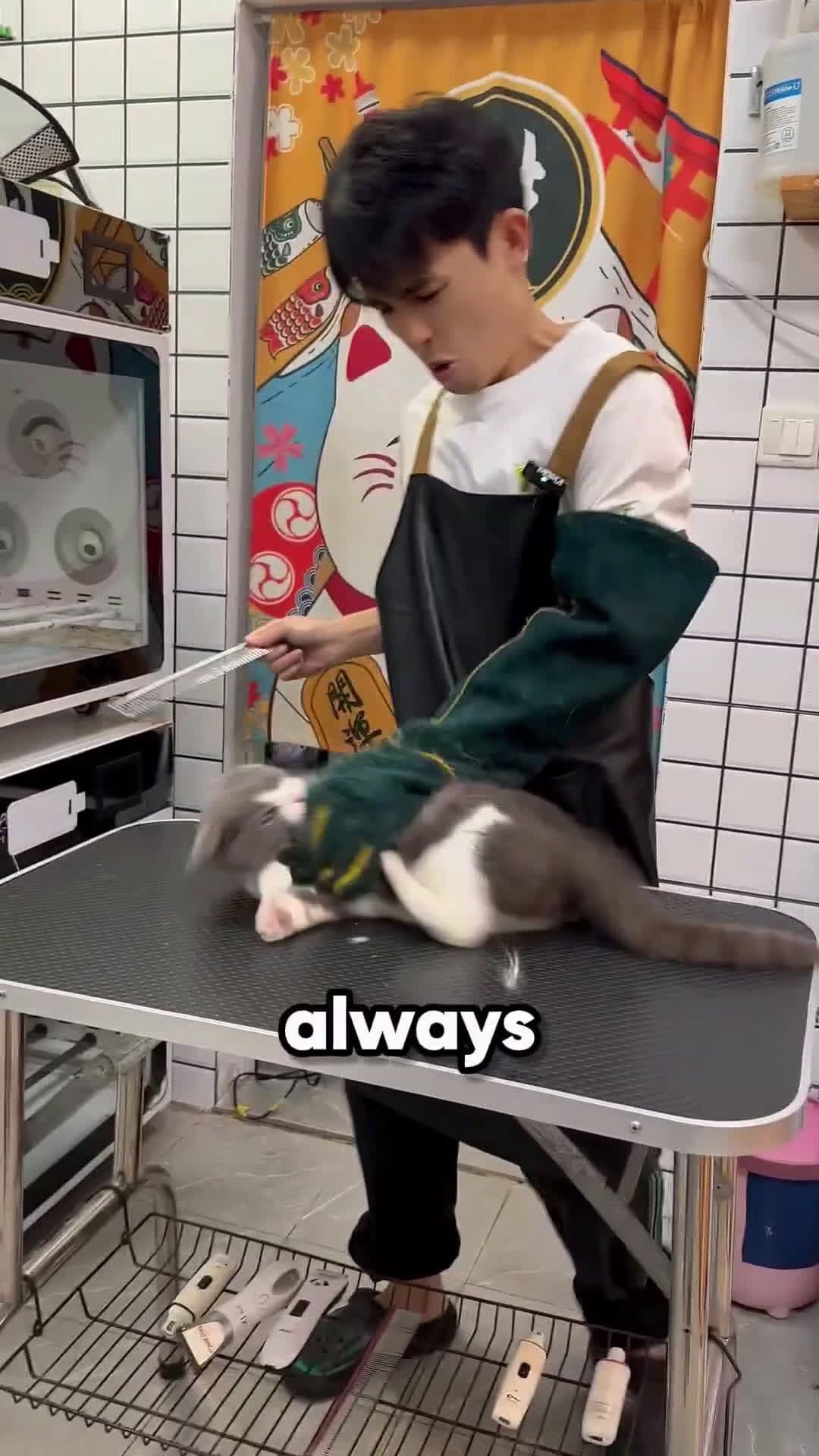 cover for This Angry Cat Lost All Her Babies 🥺🐱💔 #scoopzanimalvideo 