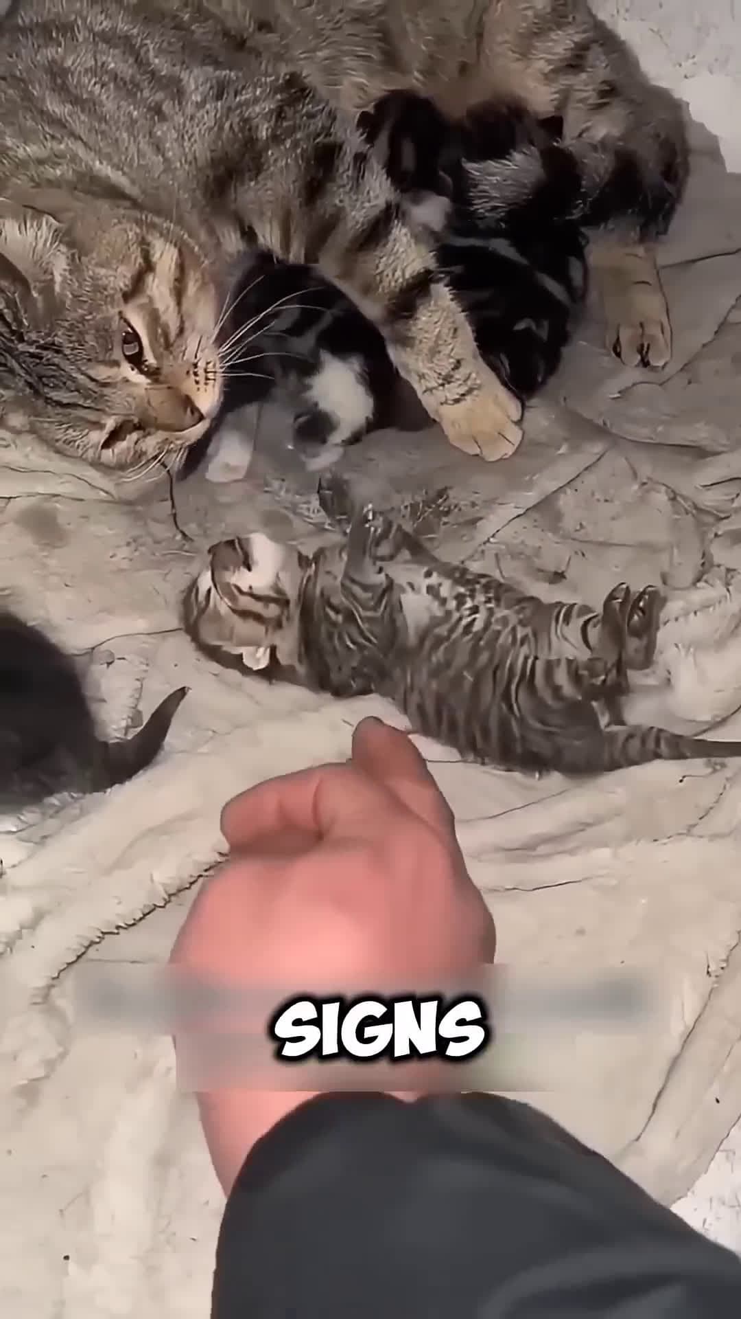 cover for He Brought a Frozen Kitten Back to Life