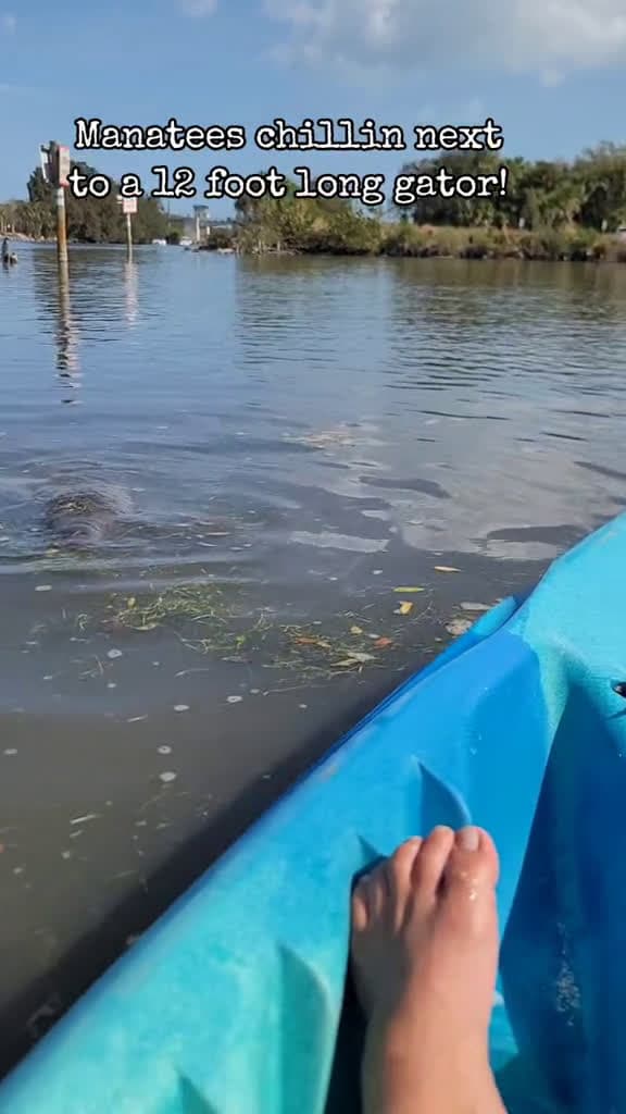 cover for Manatees and alligators share Florida's waters—peaceful wildlife moments from a kayak! 🌊 #Manatees #Alligators #Kayak #FloridaWildlife #NatureVibes