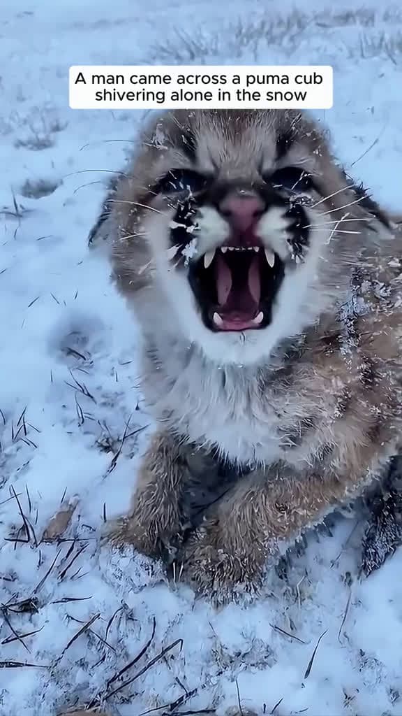 cover for A man found a puma cub and became his surrogate dad #animalrescue #rescue #animals #animalsoftiktok #fyp #animallove #animallover #animallovers #puma #pumasoftiktok #viral  #scoopz 