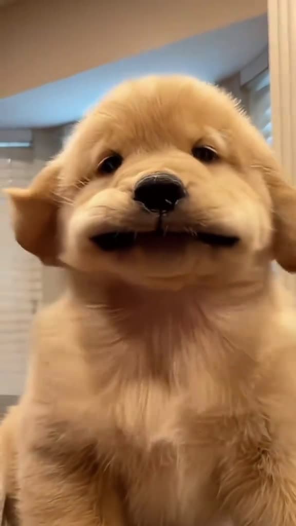 cover for dogsoftiktok dog PetsOfTikTok cute puppy lovely puppytiktok doglover usa tiktok 86270 #us