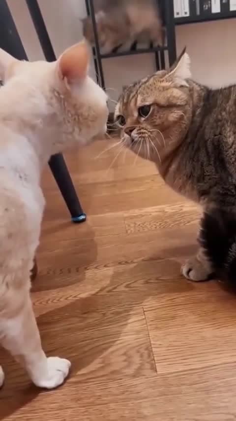 cover for Surprise! I'm the cat who pops up from behind 😼🐾 #CatFromBehind #FunnyCats #CatVideo