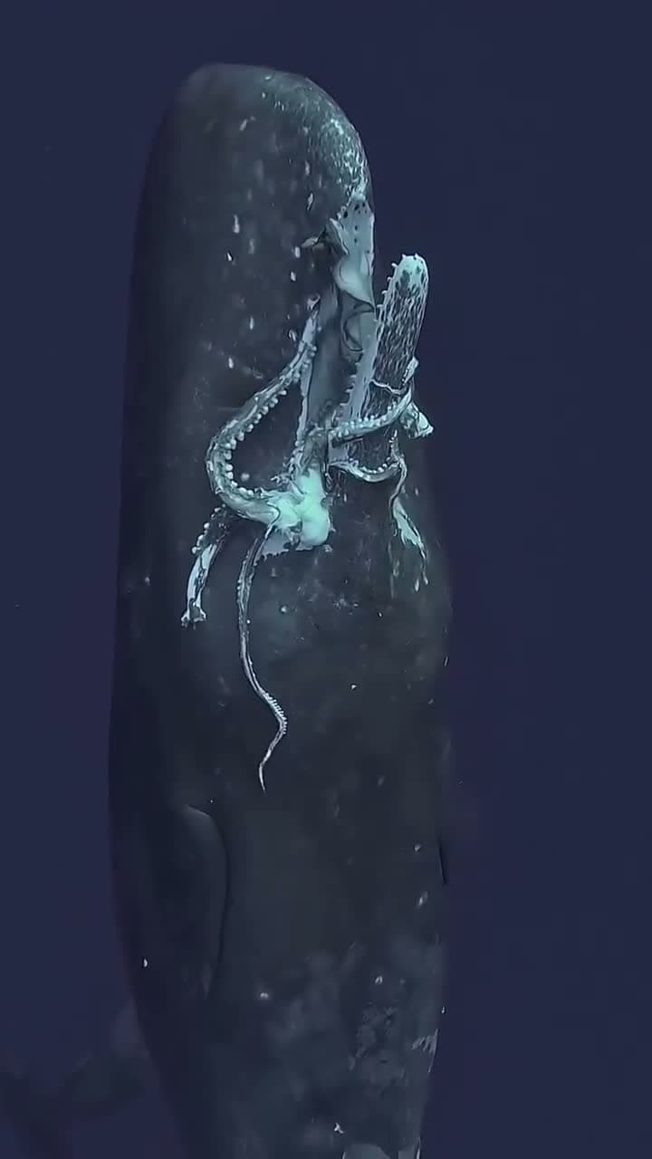 cover for Epic moment: Sperm whale surfaces with a giant squid in its mouth! 🐋🦑 #OceanLife #Wildlife #NatureMagic