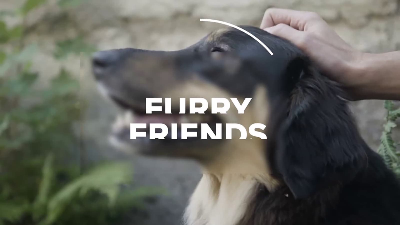 cover for Furry Friends | Meet Sadie, the dog
