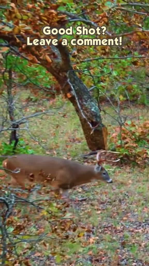 cover for Good shot on a buck during archery season 🏹🦌 #Hunting #Bowhunting #Deer #Buck #Archery