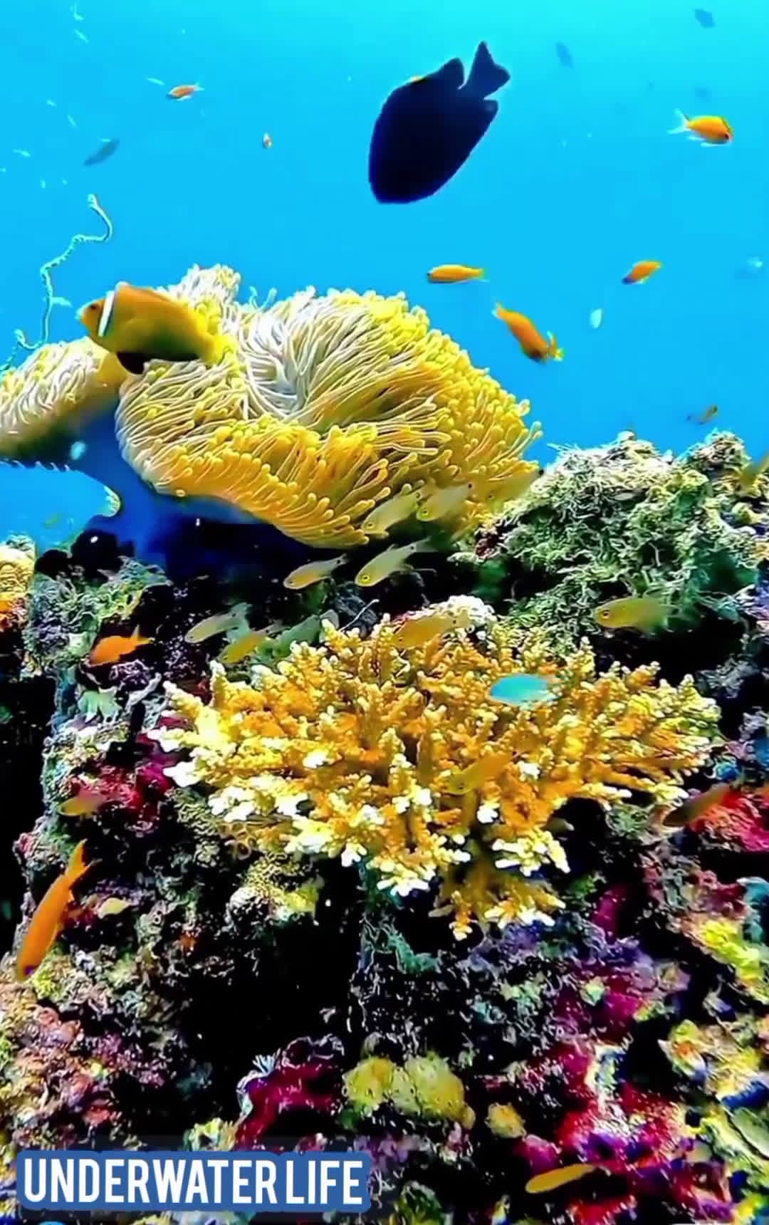 cover for animalsfunny#funnyvideo #sealife #animal 