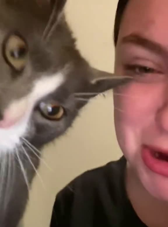 cover for Cat#please dont talk like me#cat #foryou #fyp #funnyvideos #funnycat #catsoftiktok