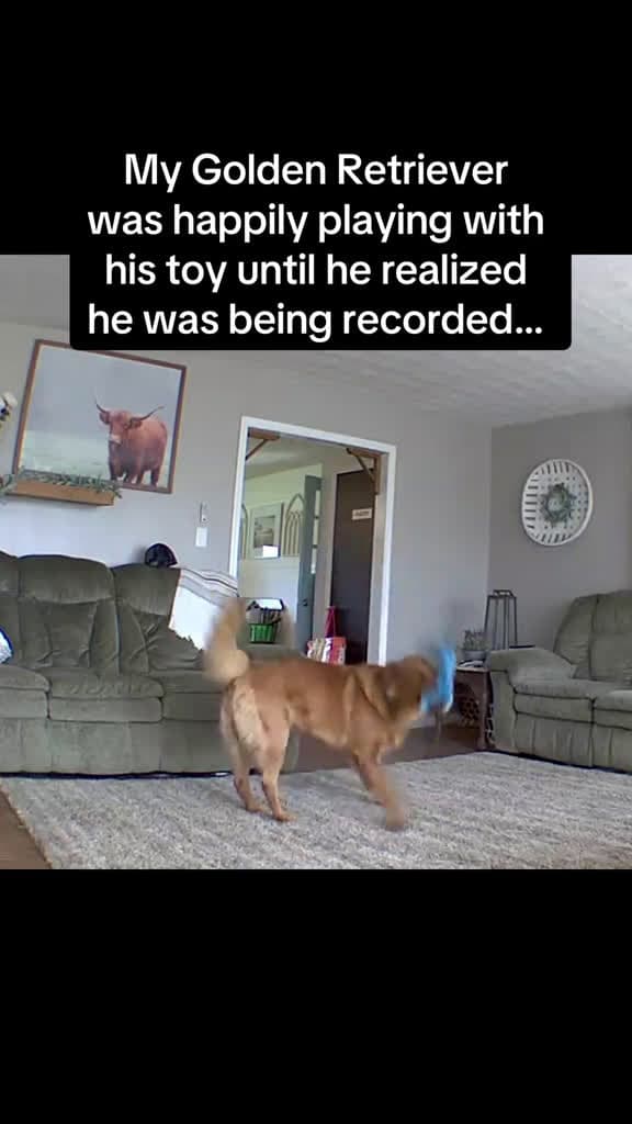cover for "Hmm it sounds like her but it doesn't smell like her" #dogsoff #reaction #FunniestVideoOnMyPhone
