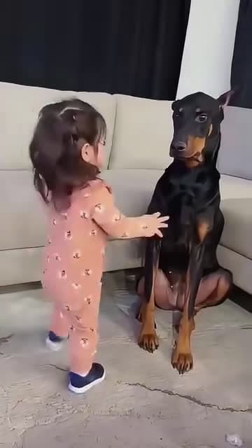 cover for Dogs re baby best friend,❤️❤️❤️#fyp #scoopz #caughtoncamera 