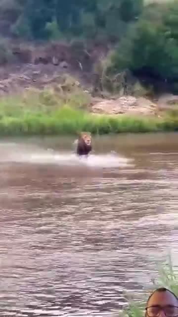 cover for Lion Roaring Crossing a River #wildlife