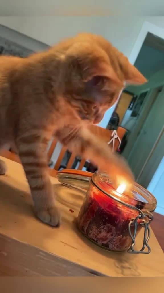 cover for Funny orange cat behaviors funny cats fyp fouryou catsoftiktok 71807 #nicevideo