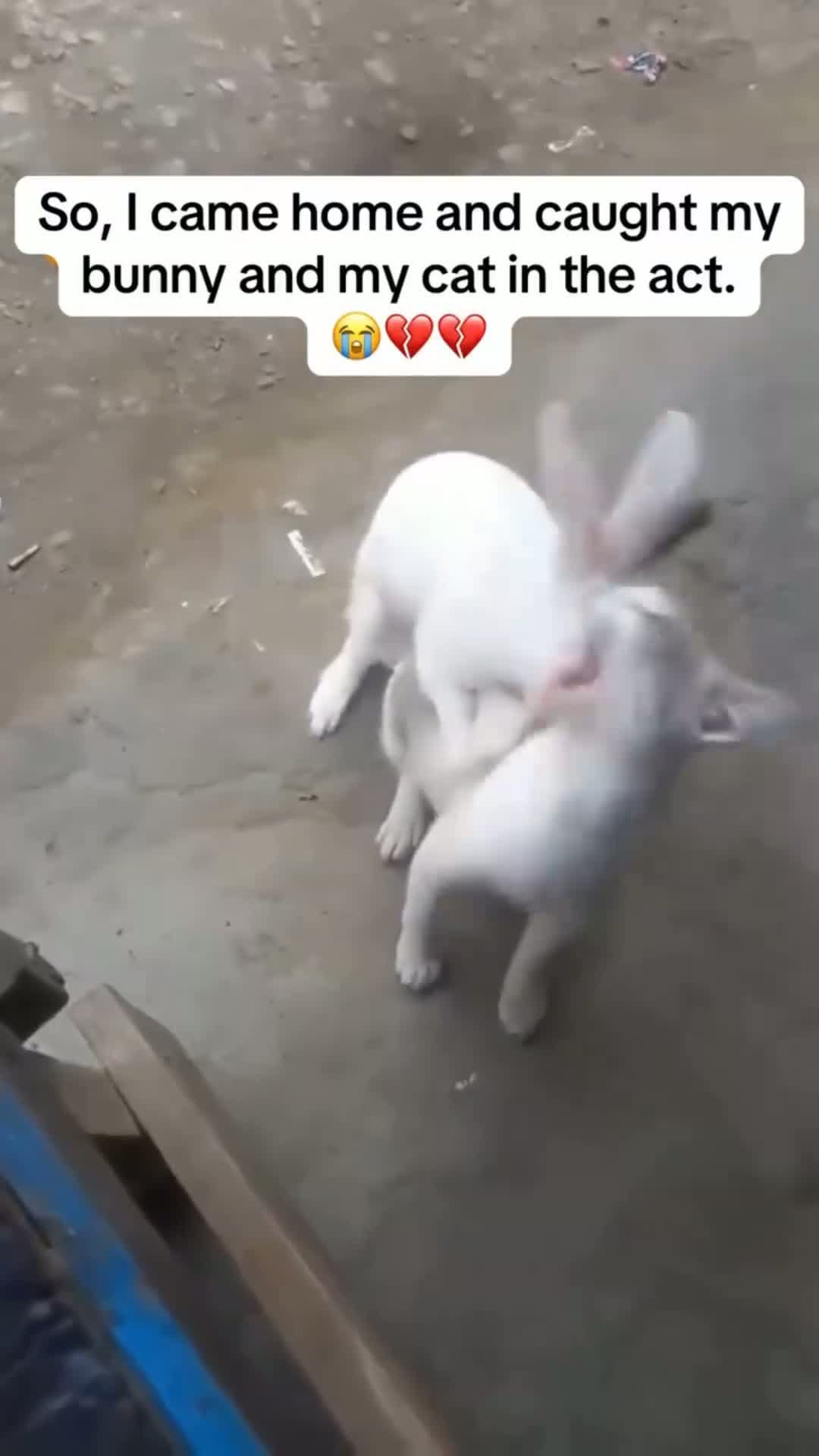 cover for the cat done had a mix animal 🤣🤣🤣  #cat #rabbit 