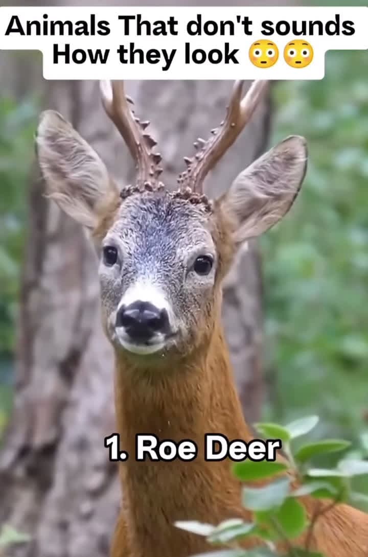 cover for These animal sounds will blow your mind! 🐾 #NatureSounds #WildlifeSurprise #MindBlown