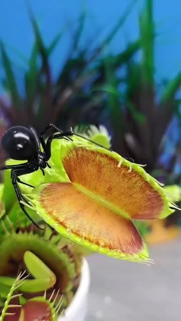 cover for Nature's showdown: Venus flytrap vs. Black Widow! 🌿🕷️ #NatureBattle #PlantPower #Wildlife