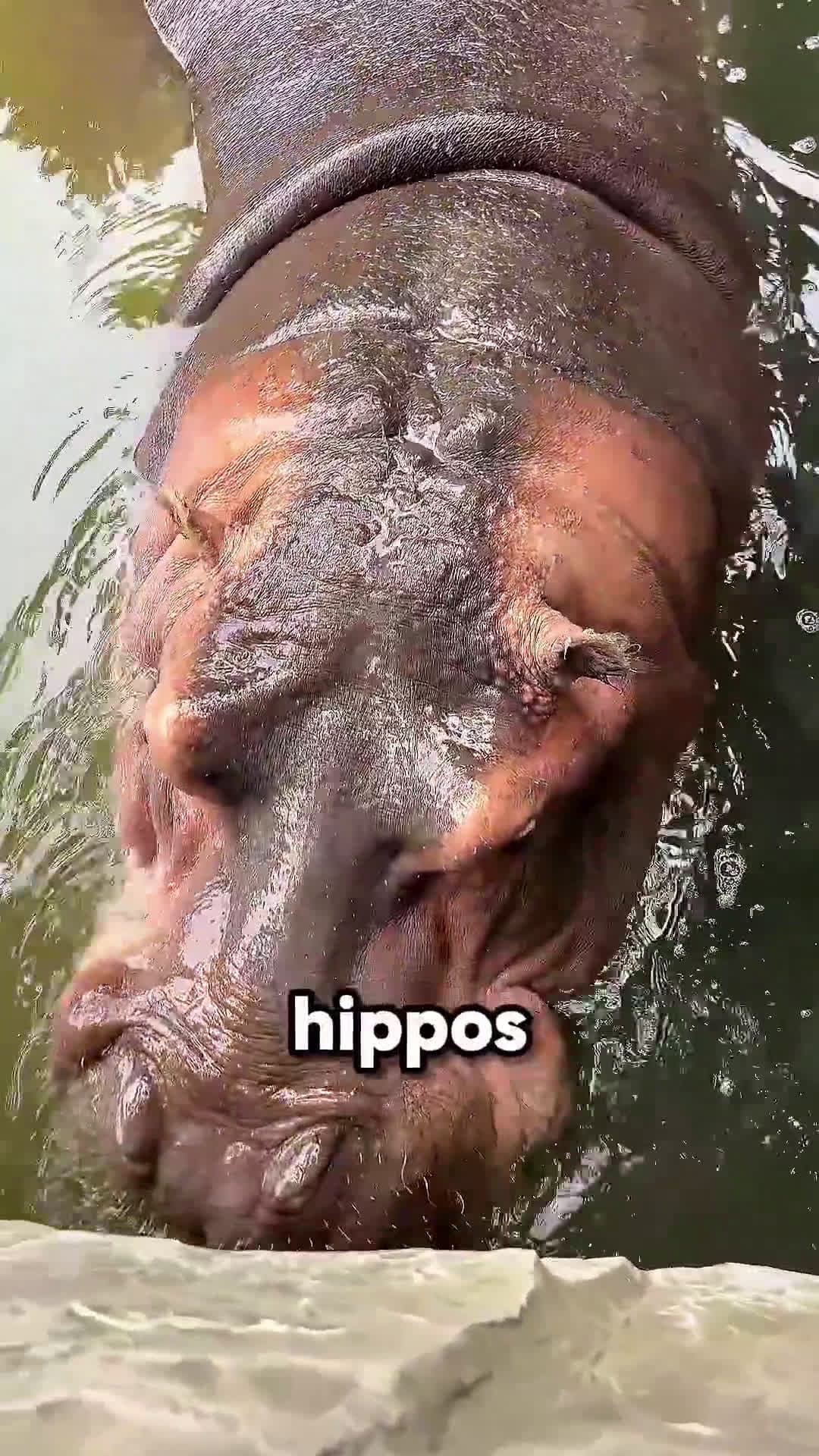cover for Zookeeper Tricks Hippos Until They Get Revenge 🦛🍉 #scoopzanimal 