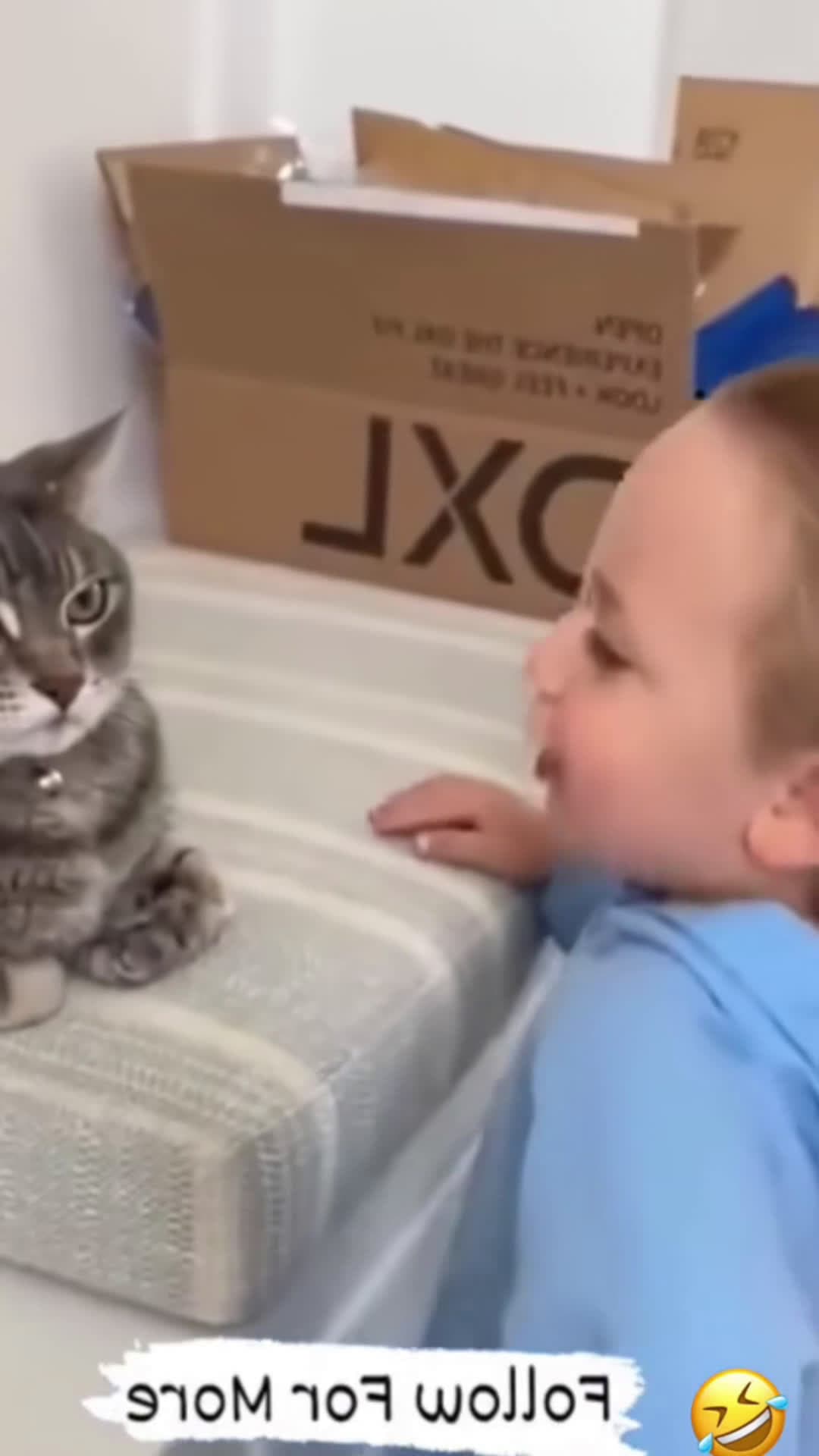 cover for Cute baby cats funny shots videos #haha #funnycat #funnybaby #fyp #usa #funnyvideo #funny 