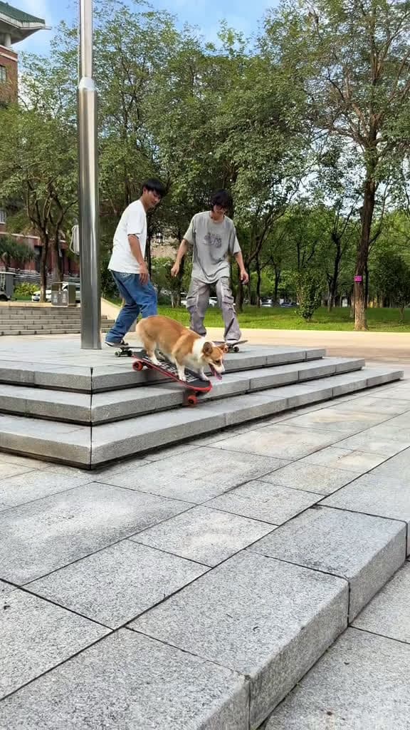 cover for Play skateboarding with my brothers dogskateboard corgi cute pet dog cool corgisoftiktok 32366 #ilovescoopz