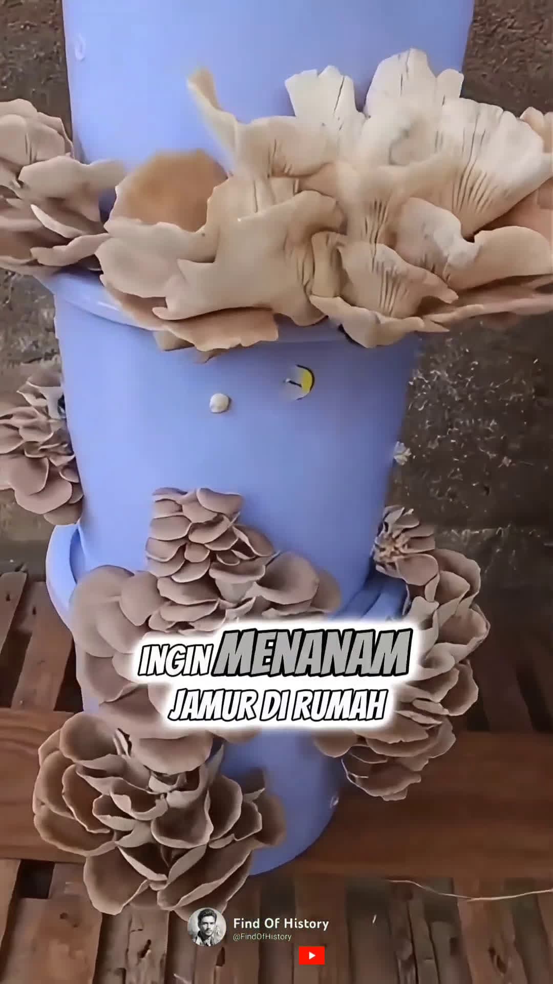 cover for Unbelievable World Facts Easy Tutorial for Growing Mushrooms at Home Part 01 shorts unique