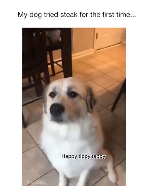 cover for You won't believe this dog's heartwarming reaction! 🐶❤️ #Wholesome #DogLove #FeelGood
