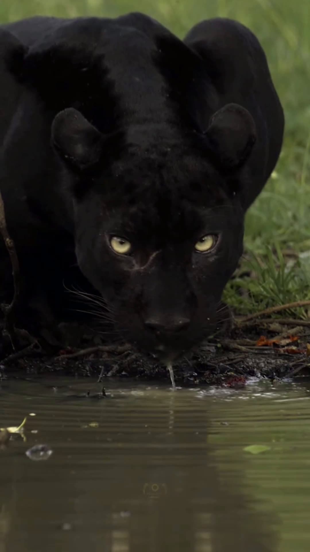 cover for Beautiful  #jaguar  #wildlife  #animals #CaughtOnCamera