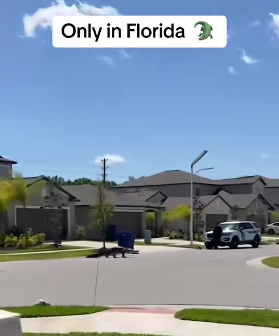 cover for Only in Florida: A jaw-dropping alligator moment you have to see 🐊 #Florida #Alligator #Gator #OnlyInFlorida #Reptiles