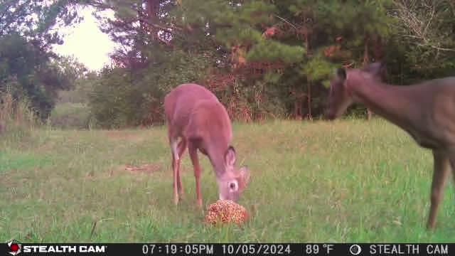 cover for That had to hurt! 🦌 #huntingfail #whitetaildeer #deerlife