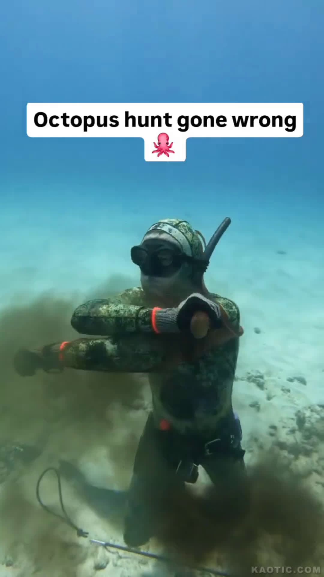 cover for Octopus Attack  #wildlife  #nature  #ocean #amazing  #viralvideo  #fyp  #scoopz  #reels #shorts 