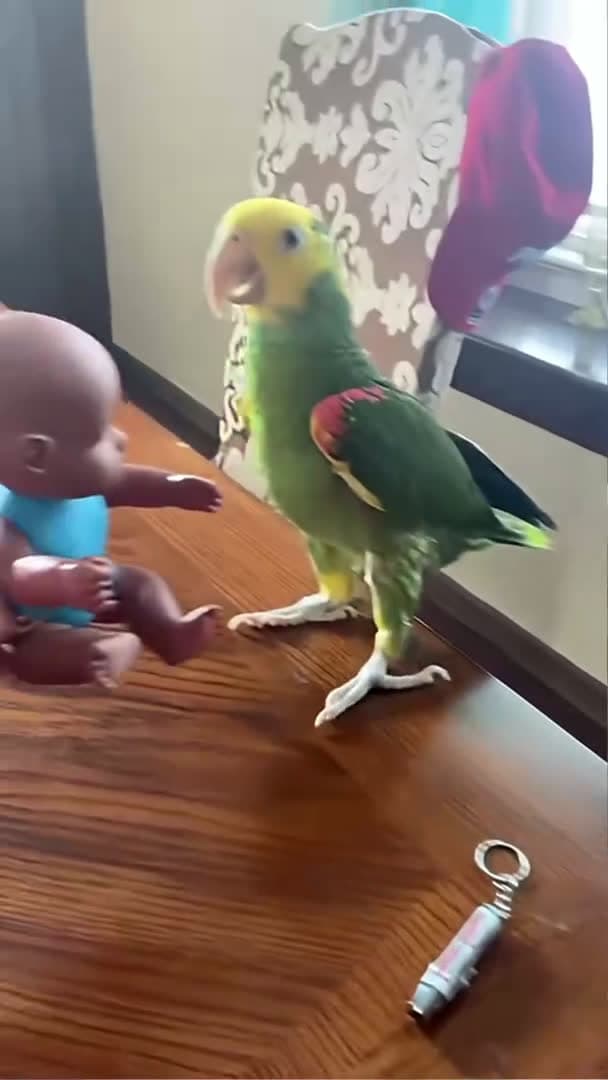 cover for Parrot core #funnyshorts #funny #funnyanimals #pets #animals #funnyvideo #fyp #usa #parrot #cute_004 (2)