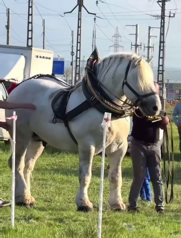 cover for Best Horse Video 004 #horse #horsesoftiktok #horselover #horselife #horselifestyle #fpy