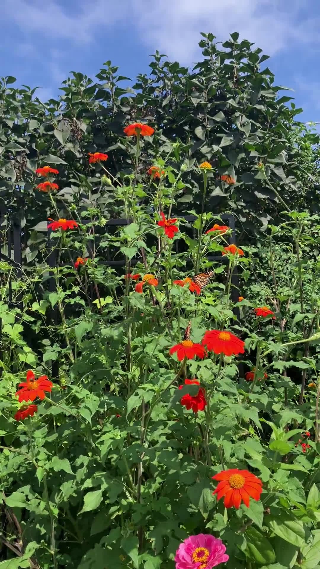 cover for First-time growing Mexican sunflowers—watch the monarch butterflies go crazy! 😍 #MexicanSunflower #MonarchButterflies #Gardening #Pollinators #Butterflies