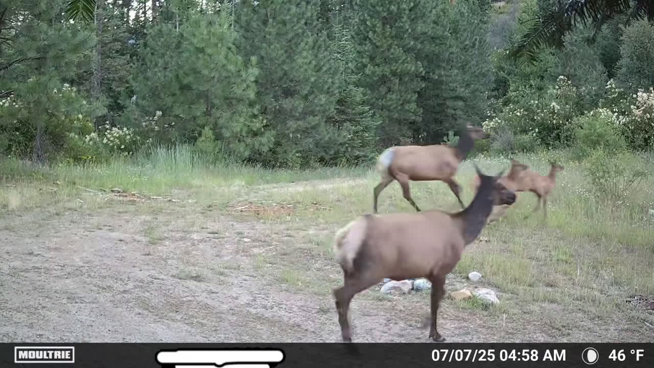 cover for Nothing seems off… until you spot the predator lurking behind the herd. Nature never misses a beat 🐾🦌 #MountainLion #ElkCalves #Wildlife #TrailCam