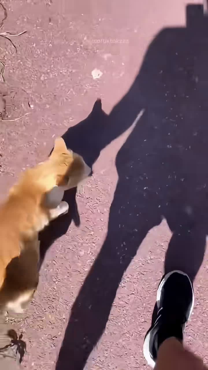 cover for #FirstVideoChallenge #funny #dog