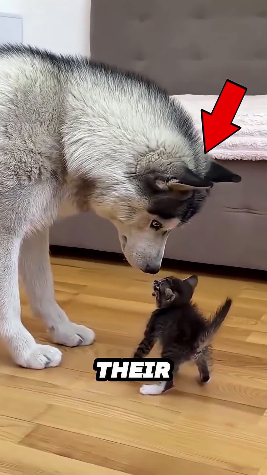 cover for This Husky's reaction to meeting a kitten for the first time will melt your #scoopzanimalvideo 