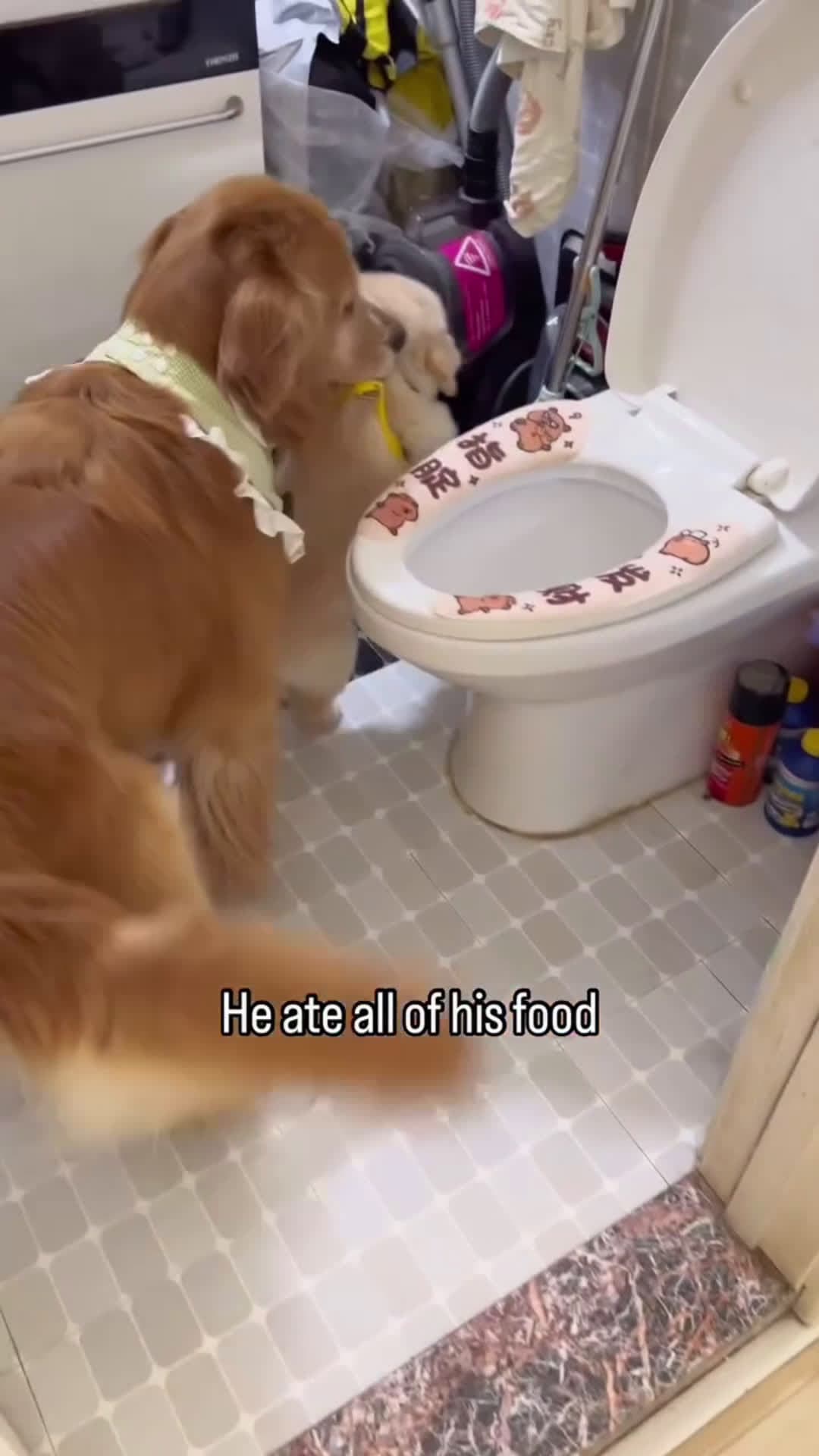 cover for That's his brother! #puppy #dog #goldenretriever #doglover #funny 